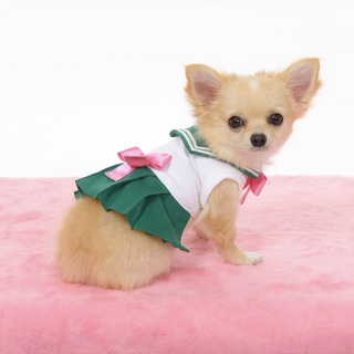 Illustration for article titled Small Dogs Cosplaying as Sailor Moon Characters